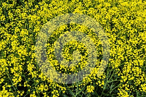 Rapeseed field, Blooming canola flowers close up. Rape on the field in summer. Bright Yellow rapeseed oil. Flowering