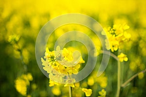 Rapeseed field. Blooming canola flowers close-up. Rape on the field in summer. Flowering rapeseed