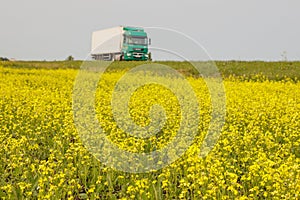 Rapeseed field blooming with yellow flowers. In background a truck is driving along highway