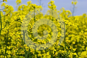 The rapeseed field blooms with bright yellow flowers on blue sky in Ukraine. Closeup