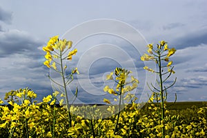 The rapeseed field blooms with bright yellow flowers on blue sky in Ukraine. Closeup