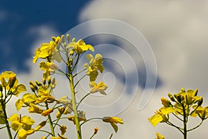 The rapeseed field blooms with bright yellow flowers on blue sky in Ukraine. Closeup