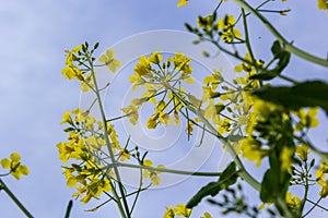 The rapeseed field blooms with bright yellow flowers on blue sky in Ukraine. Closeup