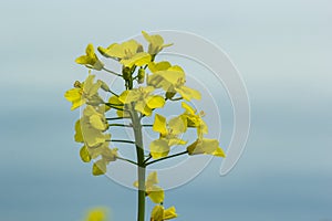 The rapeseed field blooms with bright yellow flowers on blue sky in Ukraine. Closeup