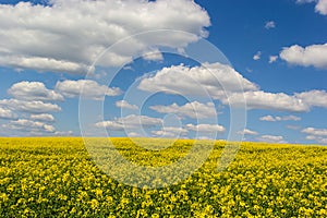 The rapeseed field blooms with bright yellow flowers on blue sky in Ukraine. Closeup