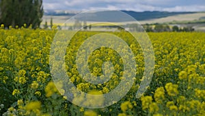 Rapeseed field in bright sunshine and clouds