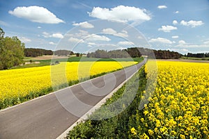 Rapeseed field, canola or colza and road