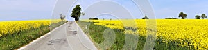 Rapeseed field, canola or colza and road