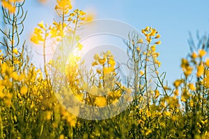 rapeseed field closeup