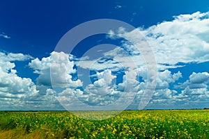 Rapeseed field and cloudy sky, bright sunny day, agricultural land, beautiful summer landscape
