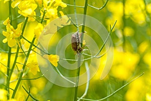 Rapeseed field with Cockchafer May Bug or Doodlebug