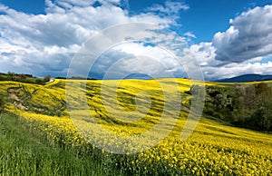 Rapeseed field country