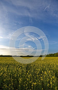 Rapeseed field in countryside