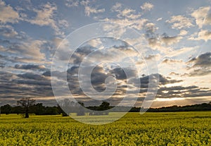 Rapeseed field in countryside