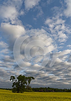 Rapeseed field in countryside