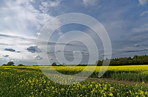 Rapeseed field in countryside