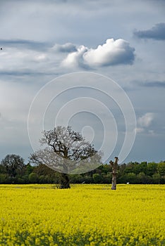 Rapeseed field in countryside