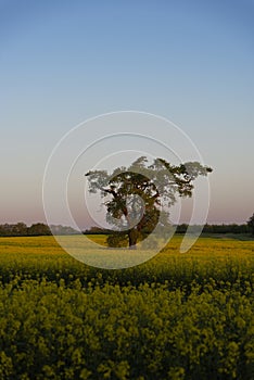 Rapeseed field in countryside