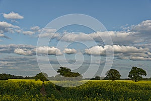 Rapeseed field in countryside