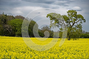 Rapeseed field in countryside