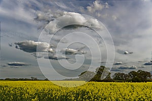 Rapeseed field in countryside