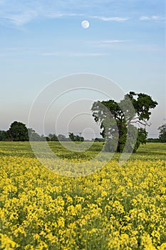 Rapeseed field in countryside