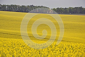 Rapeseed field in Czech Republic