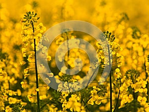 Rapeseed field