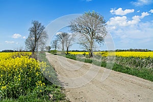 Rapeseed field, dirt road, trees and blue sky. Beautiful spring landscape in Poland.