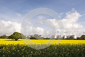 Rapeseed field and Eastham Oil Storage Depot