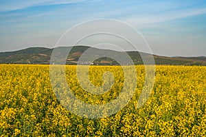 Rapeseed field on the edge of a village, in the west of Romania, Europe