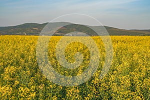 Rapeseed field on the edge of a village, in the west of Romania, Europe