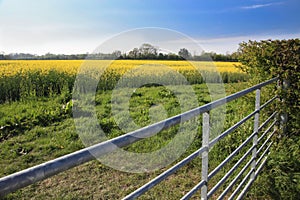 Rapeseed field and farm gate