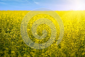 Rapeseed field flowers in bloom