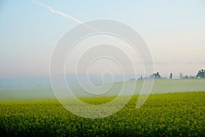 Rapeseed field with fog, early morning, sunrise