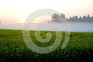 Rapeseed field with fog, early morning, sunrise