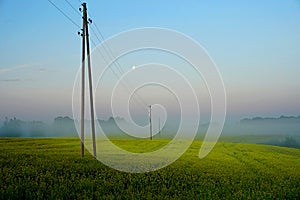 Rapeseed field with fog, early morning, sunrise