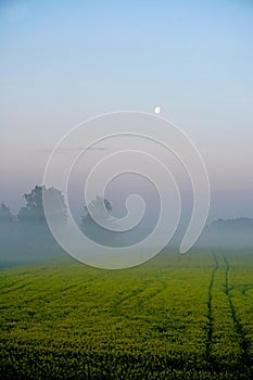 Rapeseed field with fog, early morning, sunrise