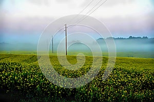 Rapeseed field with fog, early morning, sunrise