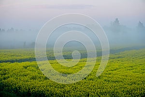 Rapeseed field with fog, early morning, sunrise