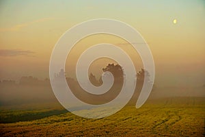 Rapeseed field with fog, early morning, sunrise