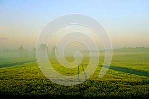 Rapeseed field with fog, early morning, sunrise