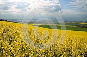 Rapeseed field and green meadows