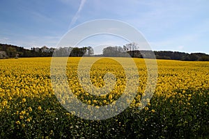 A rapeseed field in Hagen