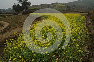 Rapeseed field-Jiangling, Wuyuan, Jiangxi