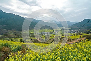 Rapeseed field-Jiangling, Wuyuan, Jiangxi