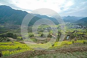 Rapeseed field-Jiangling, Wuyuan, Jiangxi