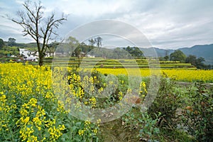 Rapeseed field-Jiangling, Wuyuan, Jiangxi