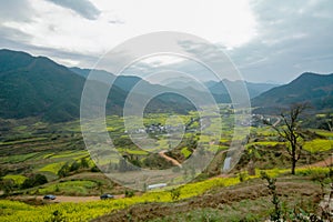 Rapeseed field-Jiangling, Wuyuan, Jiangxi