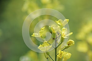 Rapeseed field-Jiangling, Wuyuan, Jiangxi